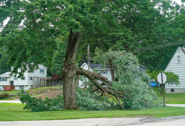 Leaf Removal in Wake Village, TX