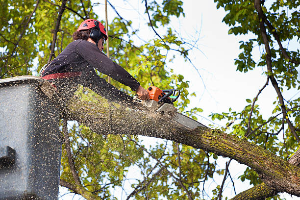 How Our Tree Care Process Works  in  Wake Village, TX